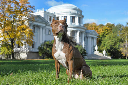 美国斯塔福德郡斗牛犬