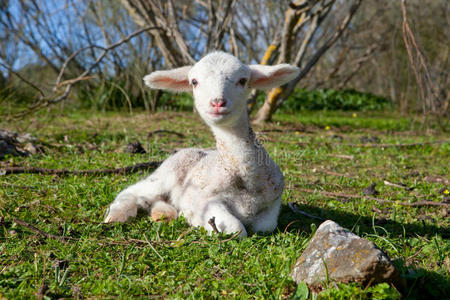 牧场 自由的 脊椎动物 西班牙 领域 出生 清白 凝视 羔羊