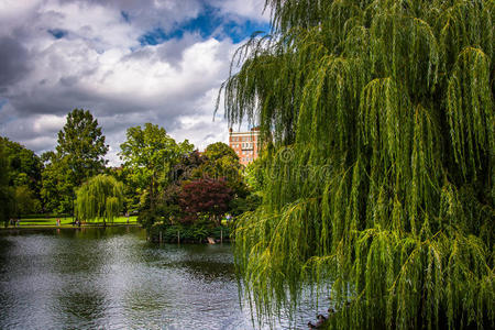 波士顿公共花园里的垂柳树和池塘。