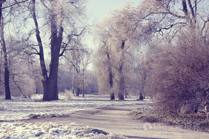 寒冷 雪花 霍尔 冷杉 风景 白霜 寒冷的 新的 压实机