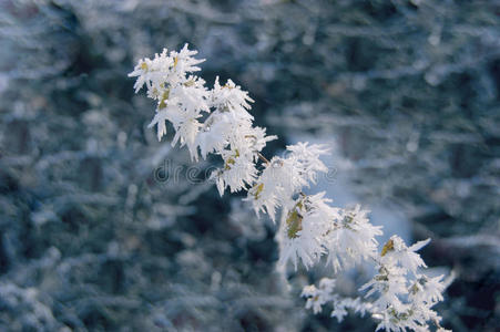 咕哝 冻结 下雪 冬天 圣诞节 冬季 孤独 新的 霍尔 白霜