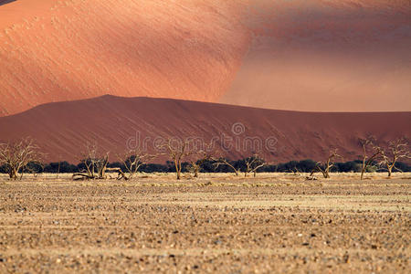 热的 纳米比亚 沙漠 沙丘 纳米比亚人 旅行 自然 旅游业