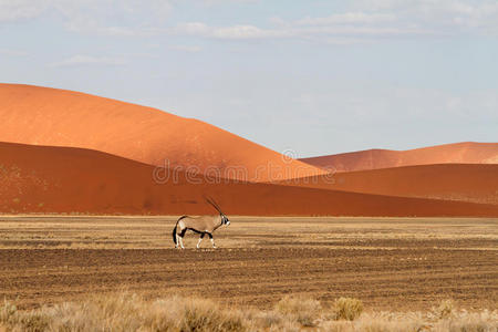 哺乳动物 天空 纳米比亚人 自然 反作用力 热的 沙丘 国家的