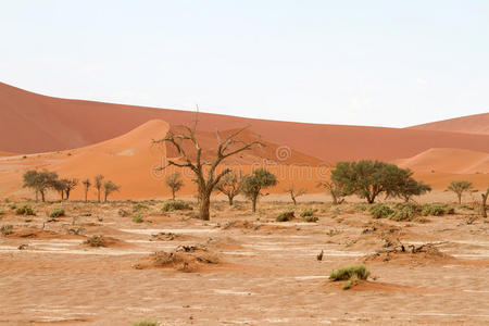 公园 沙丘 热的 非洲 纳米比亚 旅行 自然 旅游业 风景