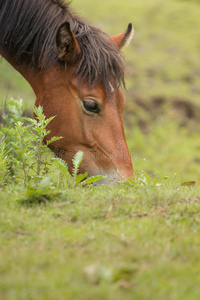 在草地上吃草的马
