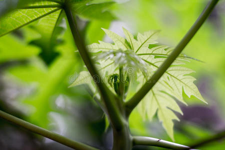 花的 提取 农场 植物 天空 自然 环境 医学 季节 特写镜头