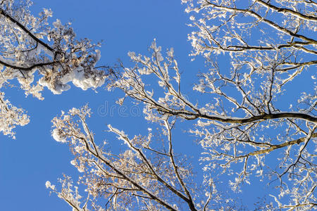 季节 天空 白霜 美女 冬天 圣诞节 雾凇 寒冷的 时间