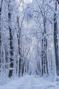 公园 木材 美女 白霜 自然 季节 天空 运动 美丽的 适合