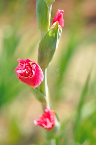 美丽的花