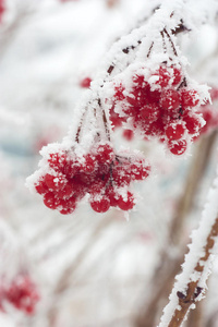 雪中的灰浆果