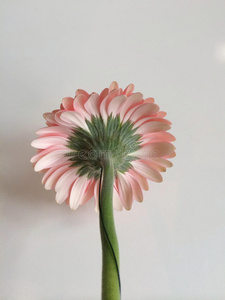 粉红色雏菊