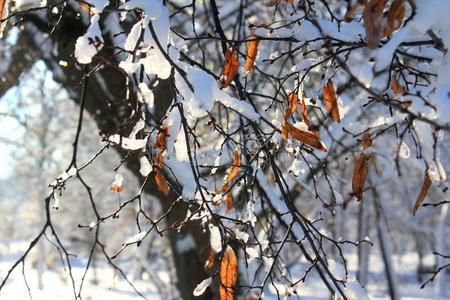 树枝上结冰的雪