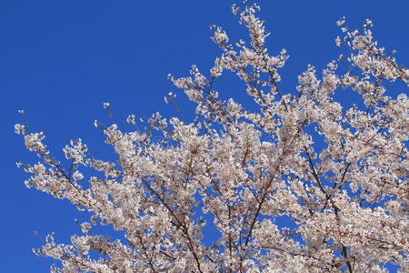 伊豆的一排樱花树