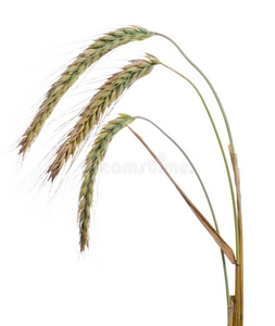 小麦成熟穗