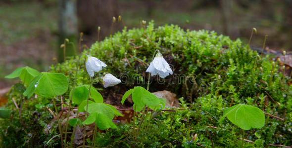 木酸模植物特写照片