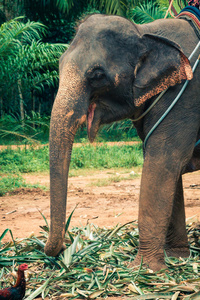 泰国的大象