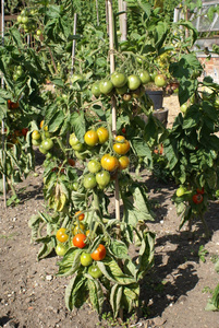 自然 食物 树叶 农业 藤蔓 领域 成长 西红柿 番茄 生长
