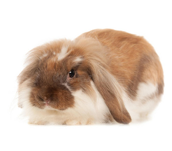 耳朵 安哥拉 可爱的 美丽的 米色 兔子 物体 头发 肖像