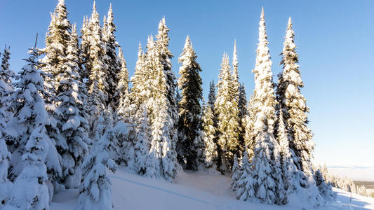 环境 公司 公园 高的 森林 松木 寒冷的 高峰 气候 求助