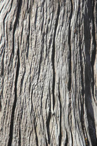 树皮木材纹理。