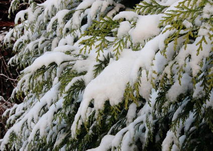 期间 特写镜头 寒冷的 分支 冻结 降雪 季节 树叶 冬季