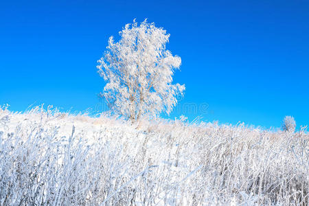 颜色 十二月 分支 风景 一月 复制 照亮 寒冷的 冻结