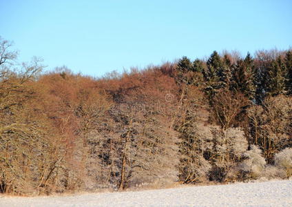 降雪 季节 特写镜头 空的 自然 冬季 寒冷的 冻结 风景