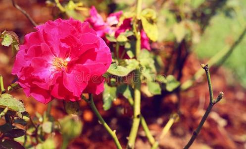 花园里的粉红色玫瑰。