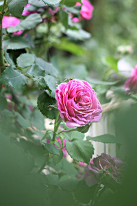 花园里的粉红玫瑰
