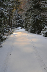 雪林路