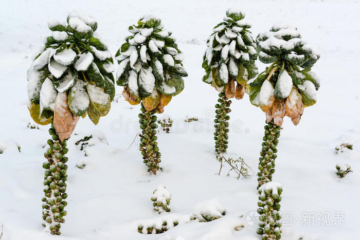 雪中的芽甘蓝