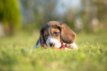 小猎犬