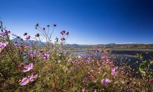 拉什海湖上的花