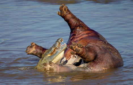 鳄鱼在克鲁格国家公园吃河马的照片