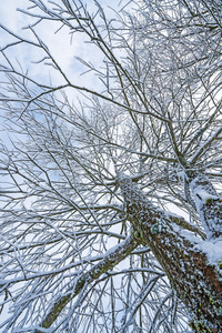 白雪覆盖的树