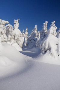 针叶树被雪覆盖