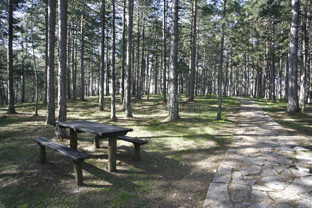 野餐的森林和长凳
