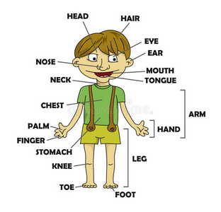 身体一部分图片