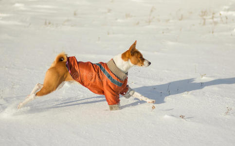 巴森吉狗在新鲜的雪中飞驰