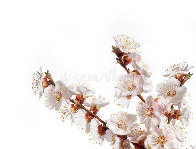 樱桃 植物区系 前进 新的 盛开 美丽的 宠物 花的 四月