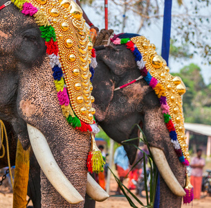 节日时在印度教寺庙装饰大象