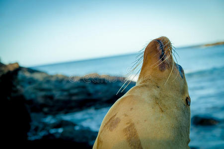 海狮脸加拉帕戈斯的特写肖像