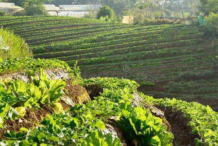 泰国清迈美丽的风景和新鲜的草莓农场