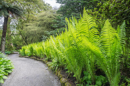 特写镜头 植物区系 蕨类植物 自然 森林 夏天 树叶 植物学