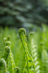 蕨类植物 美女 生长 植物 美丽的 树叶 纹理 森林 春天