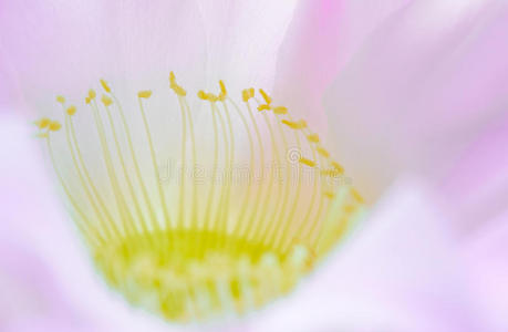 美丽的粉红色仙人掌花的特写图像