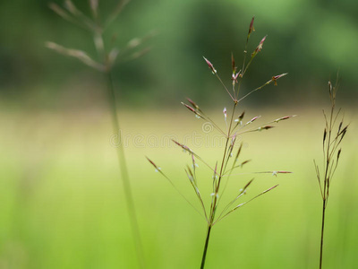 草籽茎田