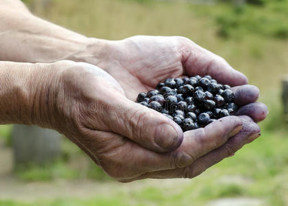蓝莓在手里