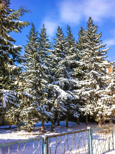 圣诞节 暴风雪 冬天 自然 降雪 寒冷的 云杉 分支 稀有