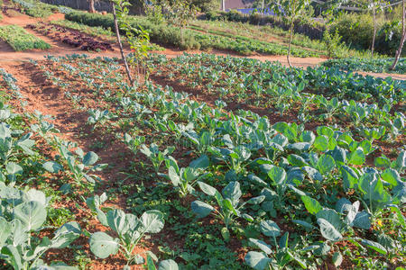 田野上新鲜的甘蓝植物